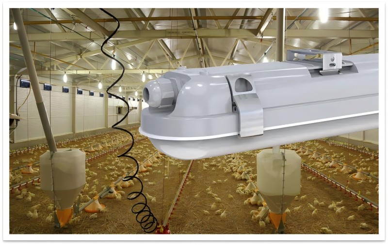 Naisip mo na ba ang bukid ng manok gamit ang tri-proof light?